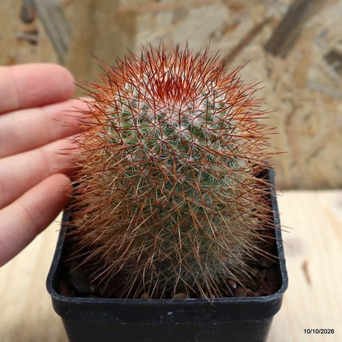 Mammillaria spinosissima vaso - spinosissima,