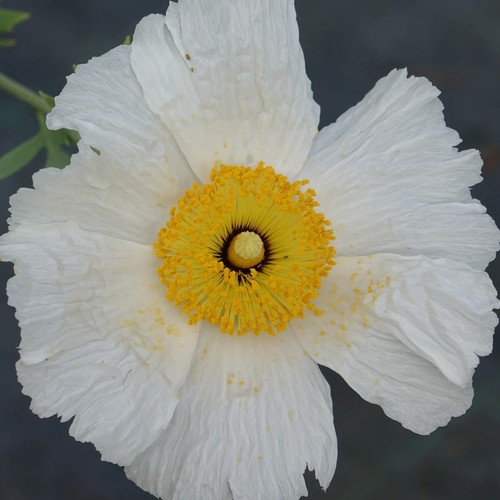 Papavero californiano - californiano,