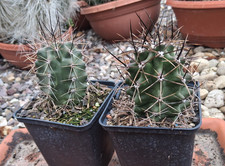 Echinocereus coccineus var