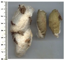 3 COCONS OUATÉS du papillon SAMIA CYNTHIA / 3 COTTON COCOONS - entomologie 1602D