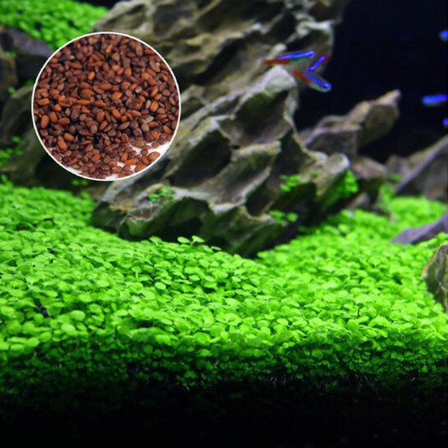 100 semi acquario - 100+,