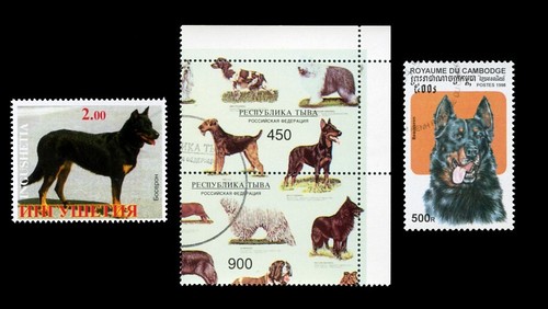 Beauceron berger beauce - beauceron,