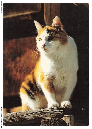 Ashp1 0063 gatto - ashp1-0063-gatto,