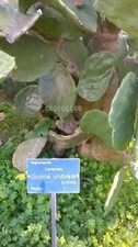 10 semi di "Opuntia Undulata"