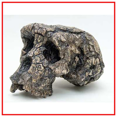 Reproduction fossile crane - reproduction,