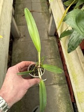 Cattleya species maxima - species,