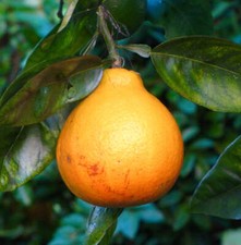 Citrus × tangelo MAPO - RARA PIANTA DI AGRUMI