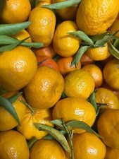 BOX da 10 kg di Mandarini