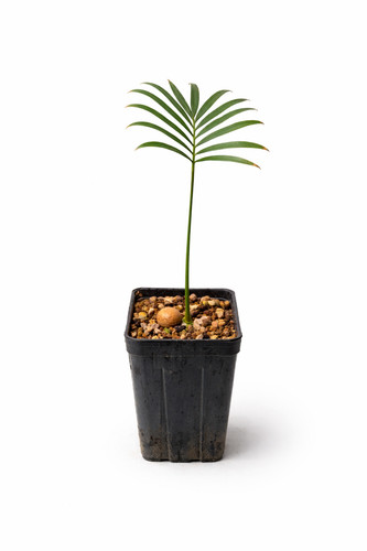 Cycas laotica cicade - -,
