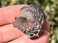 Discoclymenia cucullata Fossil