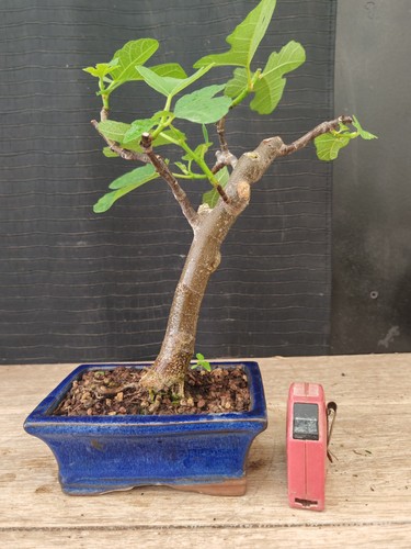 Bonsai fico 34 cm - fico, h