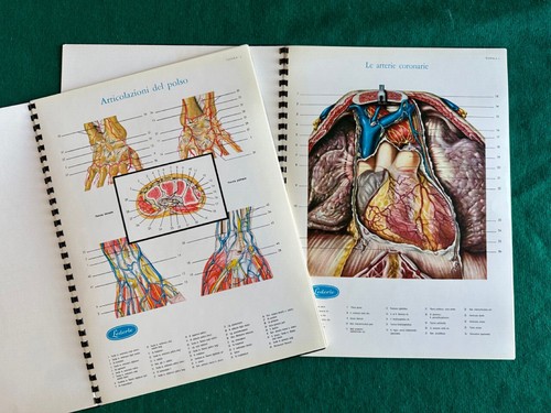 Tavole anatomiche colori - anatomiche, a