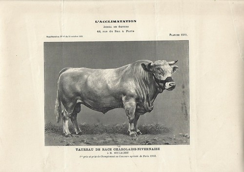 Stampa antica toro razza - di,