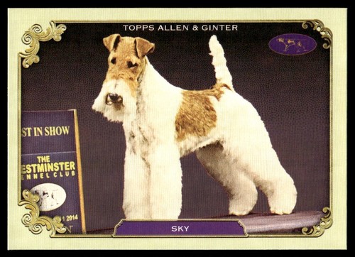 Sky 2024 topps allen - topps, &