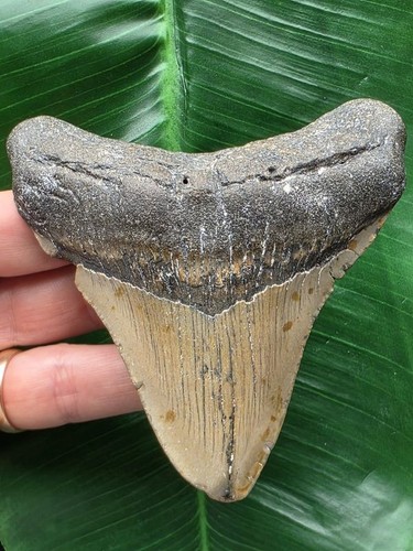 Dente grigio del megalodonte