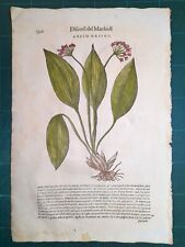 MATTIOLI MATTHIOLI Erbario a figure grandi originale del 1604 AGLIO ORSINO