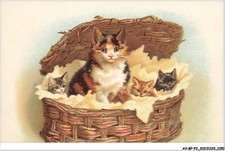 AV-BFP2-0762 - ANIMALI - Gatta