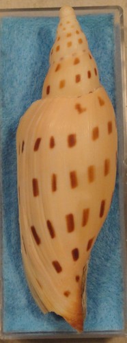 Scaphella dubia schmitti - scaphella, 113mm