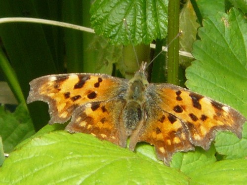 Photo 6x4 comma butterfly - comma,