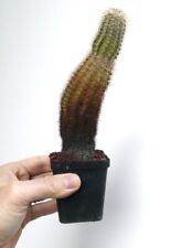 ECHINOCEREUS PECTINATUS extra old plant !!! B23 no crested variegated