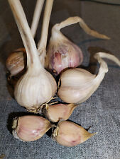 5 Bulbi di AGLIO BIANCO DI CARAGLIO - 5 SPICCHI per la semina - BIOLOGICO