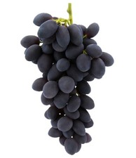 Pianta di UVA VITE innestata
