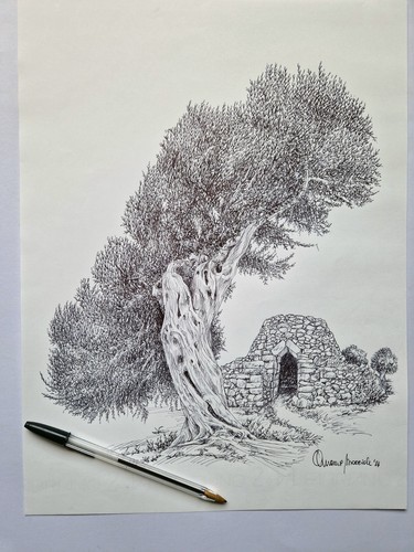 Ulivo salentino disegno con - ulivo,