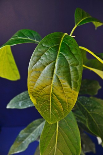 Persea americana avocado - americana,