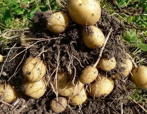 Ballata patate g - patate, semi