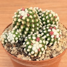 Mammillaria gracilis cv.oruga