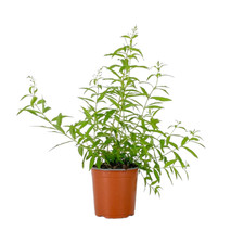 Pianta citronella lemon - lemon, lippia