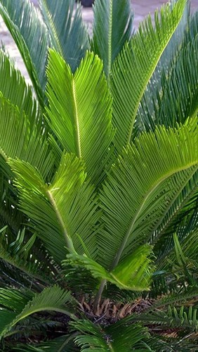 Pianta cycas revoluta - cycas,