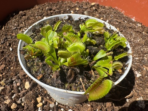 Dionaea muscipula pianta - muscipula, /