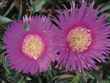 Carpobrotus Acinaciformis