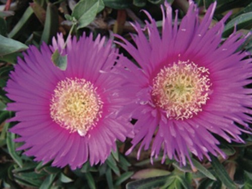 Carpobrotus acinaciformis - carpobrotus,