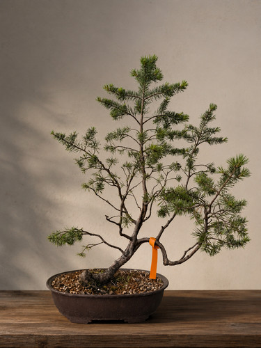Bonsai pino silvestre - ,