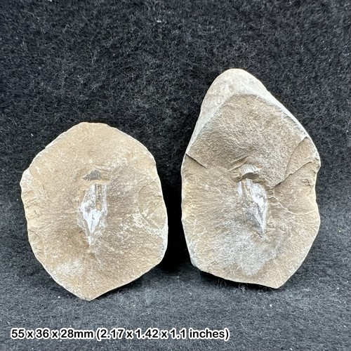 Carboniferous fossil seed - fossil,