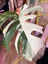 Monstera Albo Variegata Small