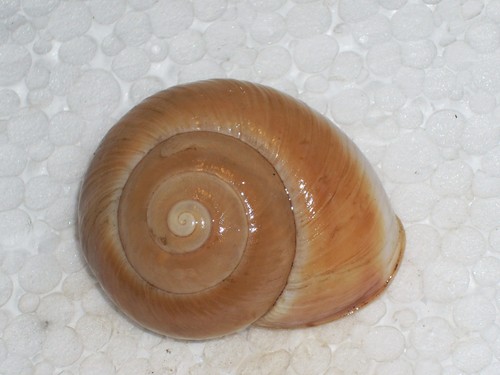 Ampelita lachesis spectacular - ampelita,