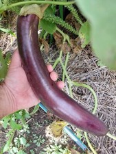 Serpente di melanzana di Mugla