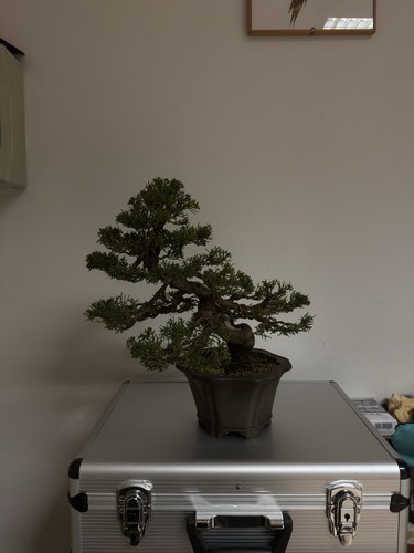 Bonsai ginepro itoigawa - bonsai,