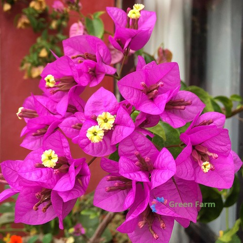 100 semi bouganvillea - bouganvillea, viola