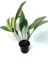 Aspidistra elatior Variegata  EXACT PLANT 22.10.01