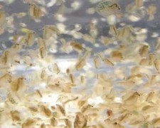 Daphnia Magna/Pulex, Dafnia