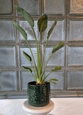 Strelitzie fiore uccellino del