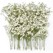 Fiori Secchi Naturali