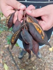 Kurrajong - Brachychiton