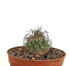 Turbinicarpus Schwarzii - Schwarz's cactus | Turbinicarpus