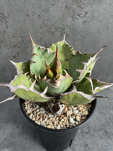 Agave titanota black whale - titanota, 'black