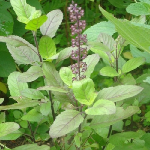 Basilico sacro ocimum - basilico,